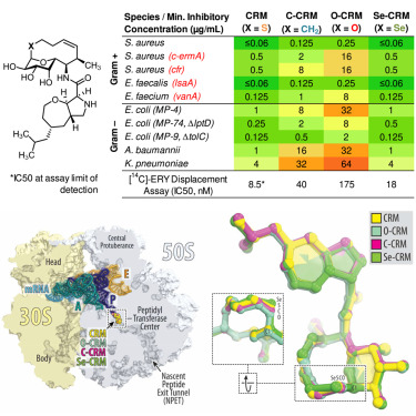 Why sulfur is important in lincosamide antibiotics